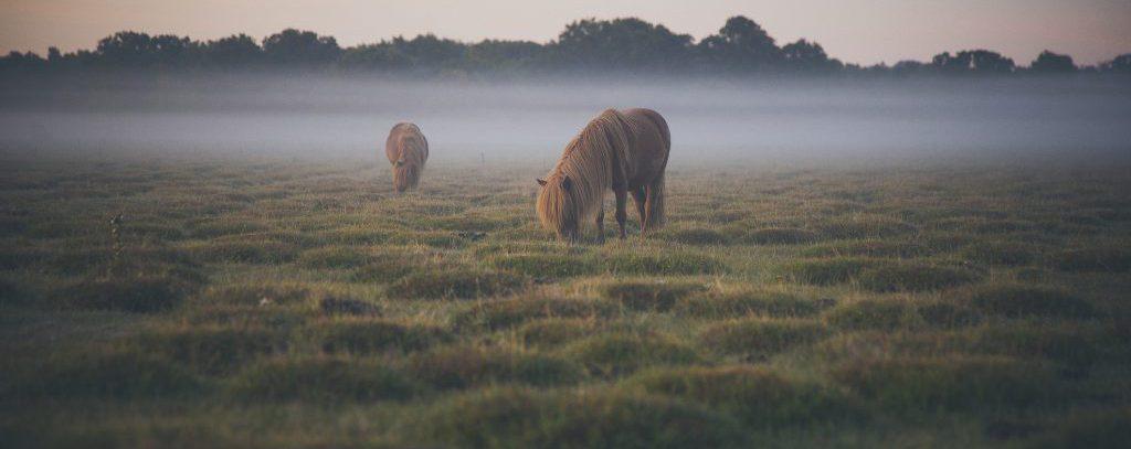Ten Private Membership - 6 Essential New Forest Experiences New Forest