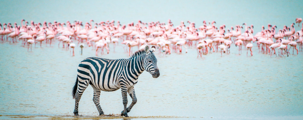 Ten Private Membership - Kenya Versus Tanzania: Which Is The Top Safari Destination For 2021? Safari, Kenya - Zebra walking in front of lake with a herd of flamingos