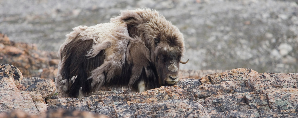 Ten Private Membership - Travel The Untamed Northwest Passage Northwest Passage Musk Ox