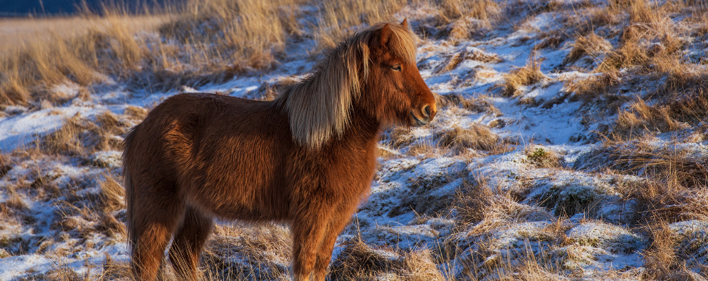 Ten Private Membership - Travel Trinity: 3 Under-The-Radar European Destinations On Our Wishlist For 2021 European destinations: An Icelandic horse