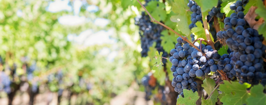 Ten Private Membership - Journal Good-value Bordeaux - Grapes on a vine