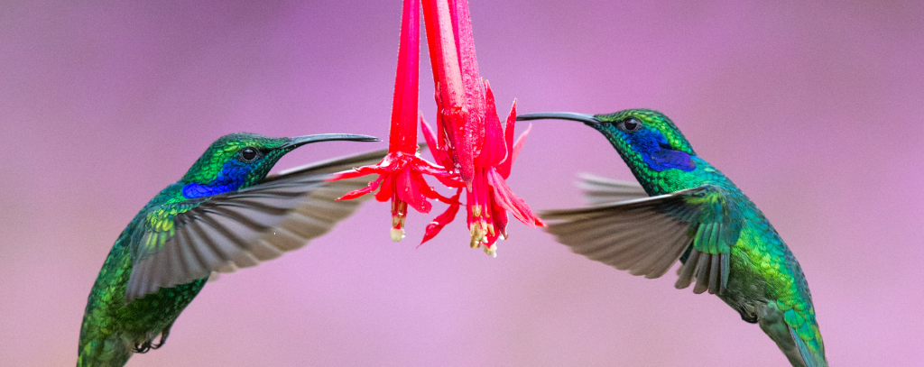 Ten Private Membership - The Top Destinations For Travel In 2021 2 hummingbirds, Costa Rica