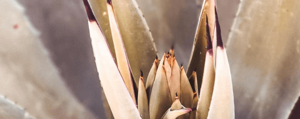 Ten Private Membership - Journal Nectar of Agaves – Our Top Mezcal Picks