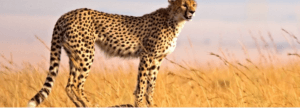 Ten Private Membership - Journal Savannah